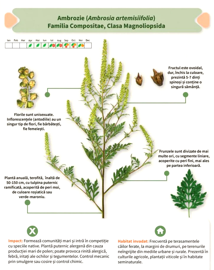 Cum arata ambrozia