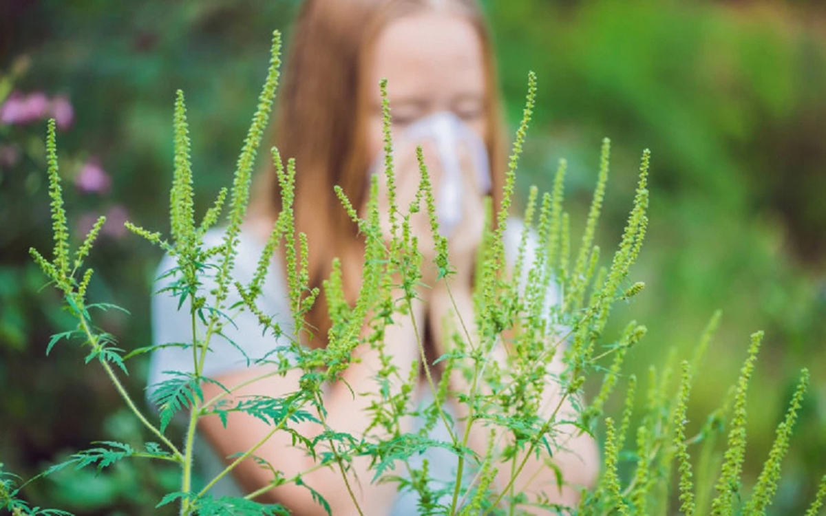 Sezonul alergiilor la ambrozie